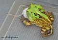 003 - Ceratophrys cornuta